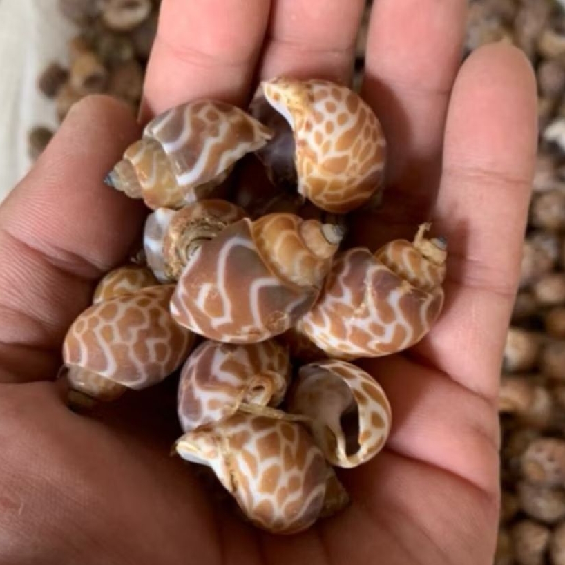 Cangkang Kelomang | Cangkang Kosong | Kelomang