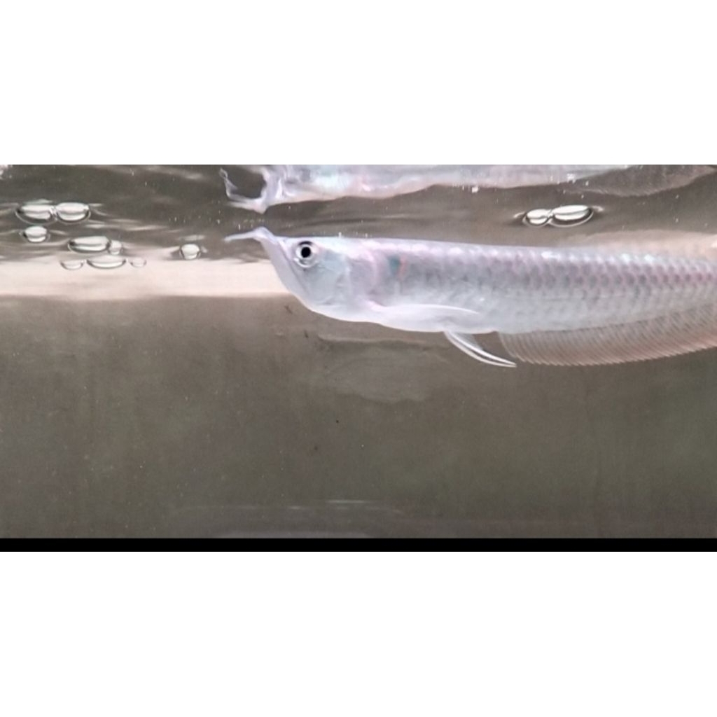 ARWANA SILVER RED LANGKA UNIK CAKIL SIZE FIX 19-20 CM ( GARANSI HIDUP )