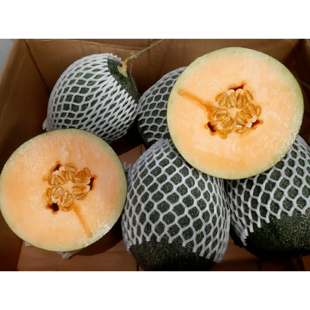 

Buah Melon Golden Milk ( utuh & buah potong)