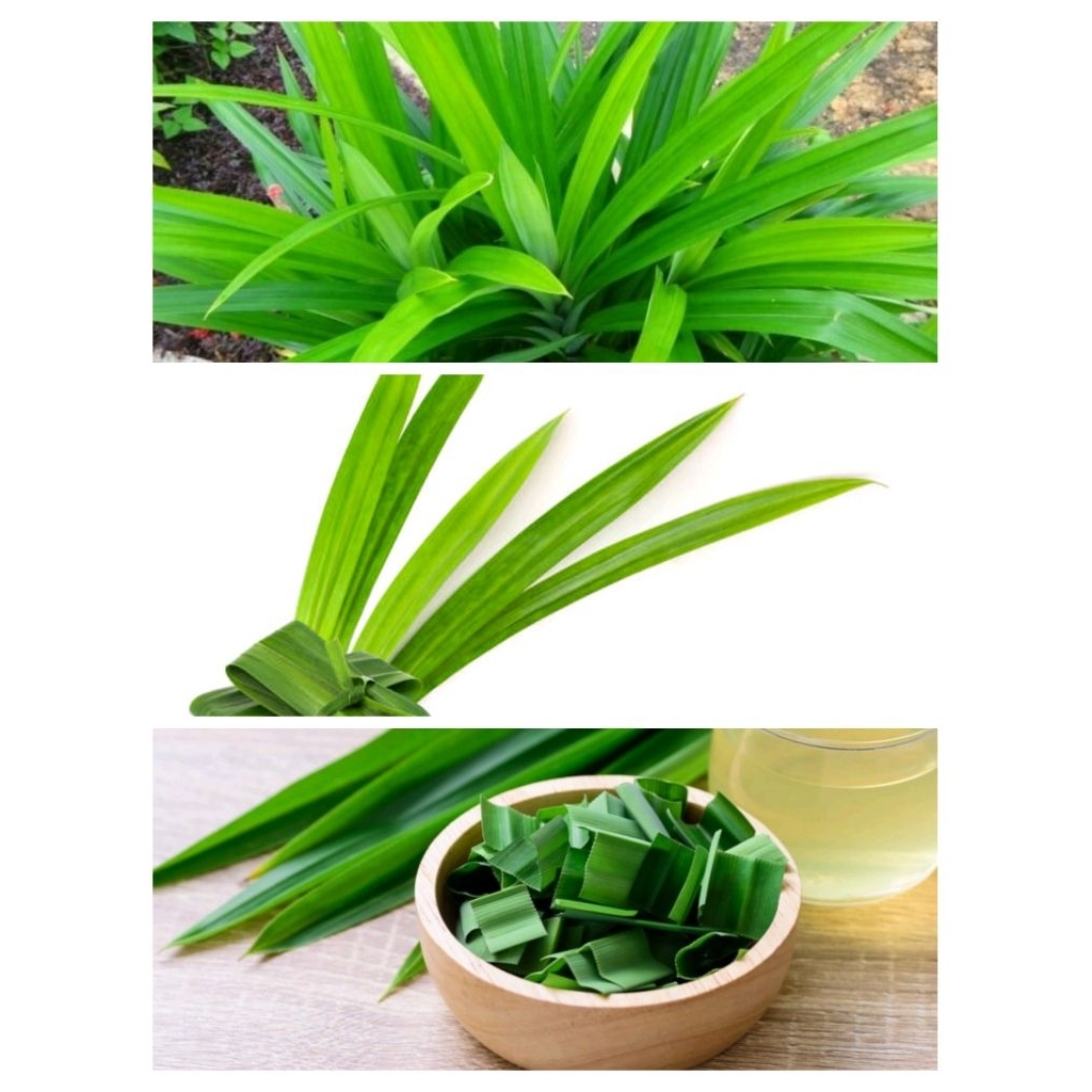 

Daun pandan fresh segar 10lembar/20lembar