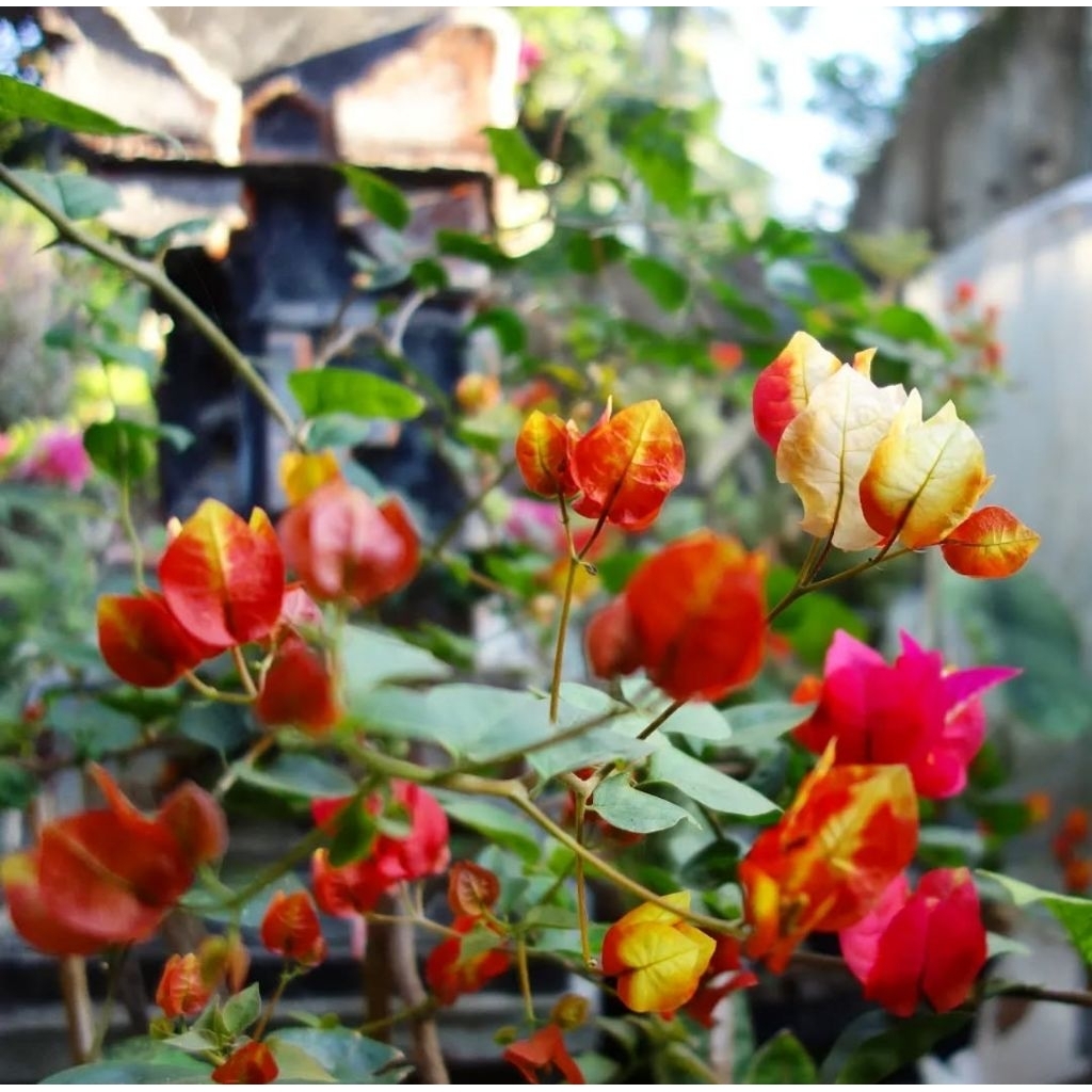 Bugenvil ID Citra Monduring Ori