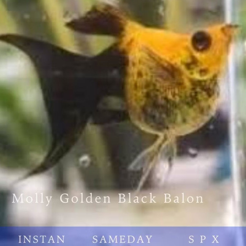 Molly Golden Black Balon Hiasan Aquarium dan Aquascape