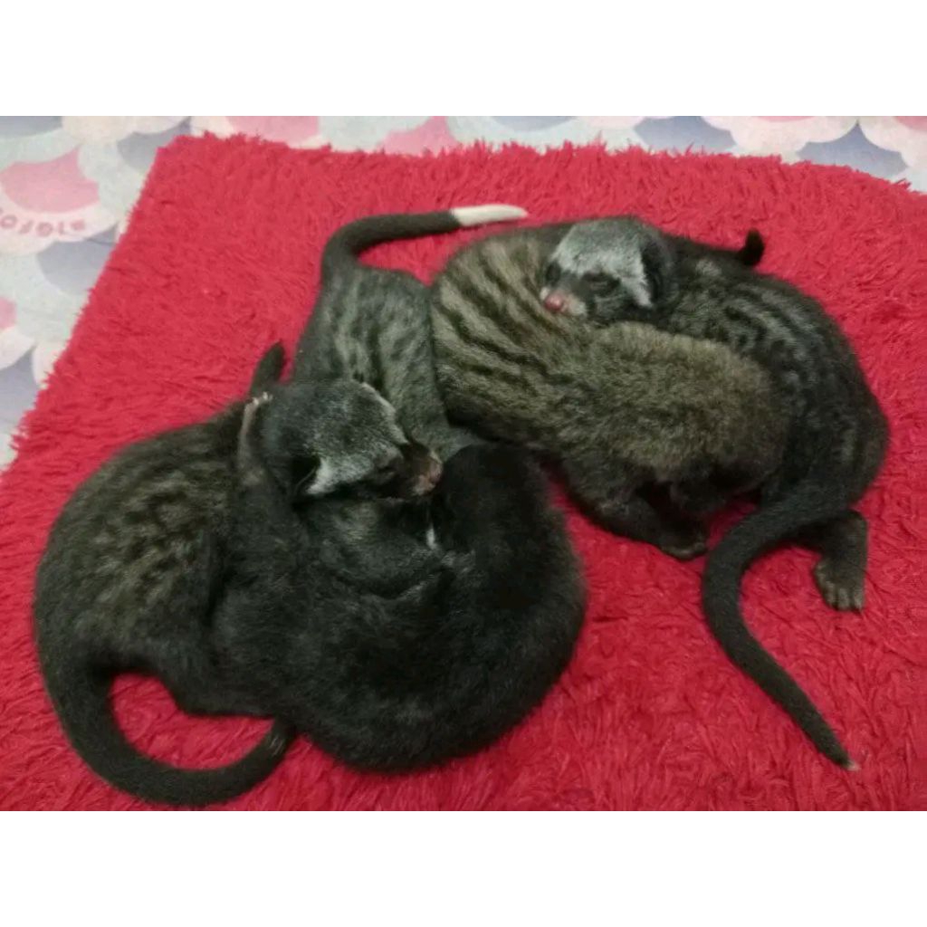 Beby Musang Pandan Bonding