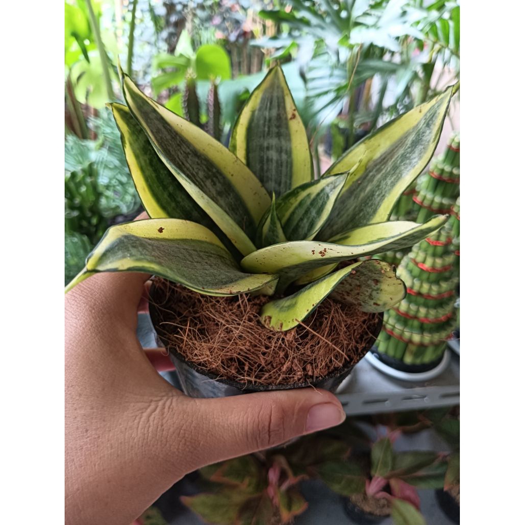 tanaman sensivera gold/pot