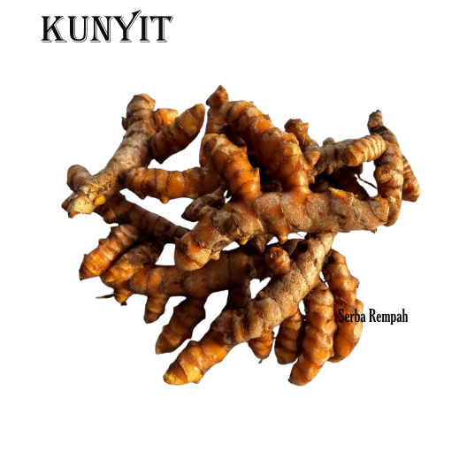 

Kunyit Super Fresh Sudah Bersih Bahan Bumbu Penyedap di Dapur Bahan Herbal Masakan Rempah