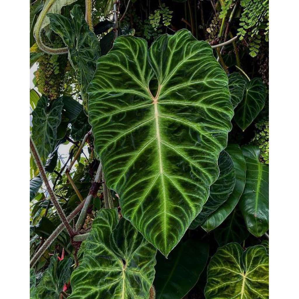 philodendron verrucosum