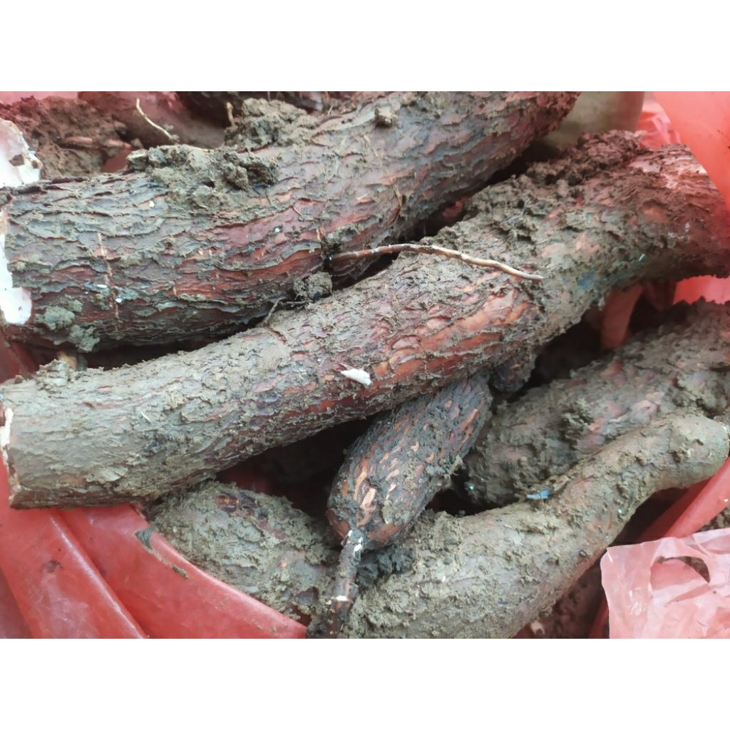 

singkong ketela empuk(2 kg)