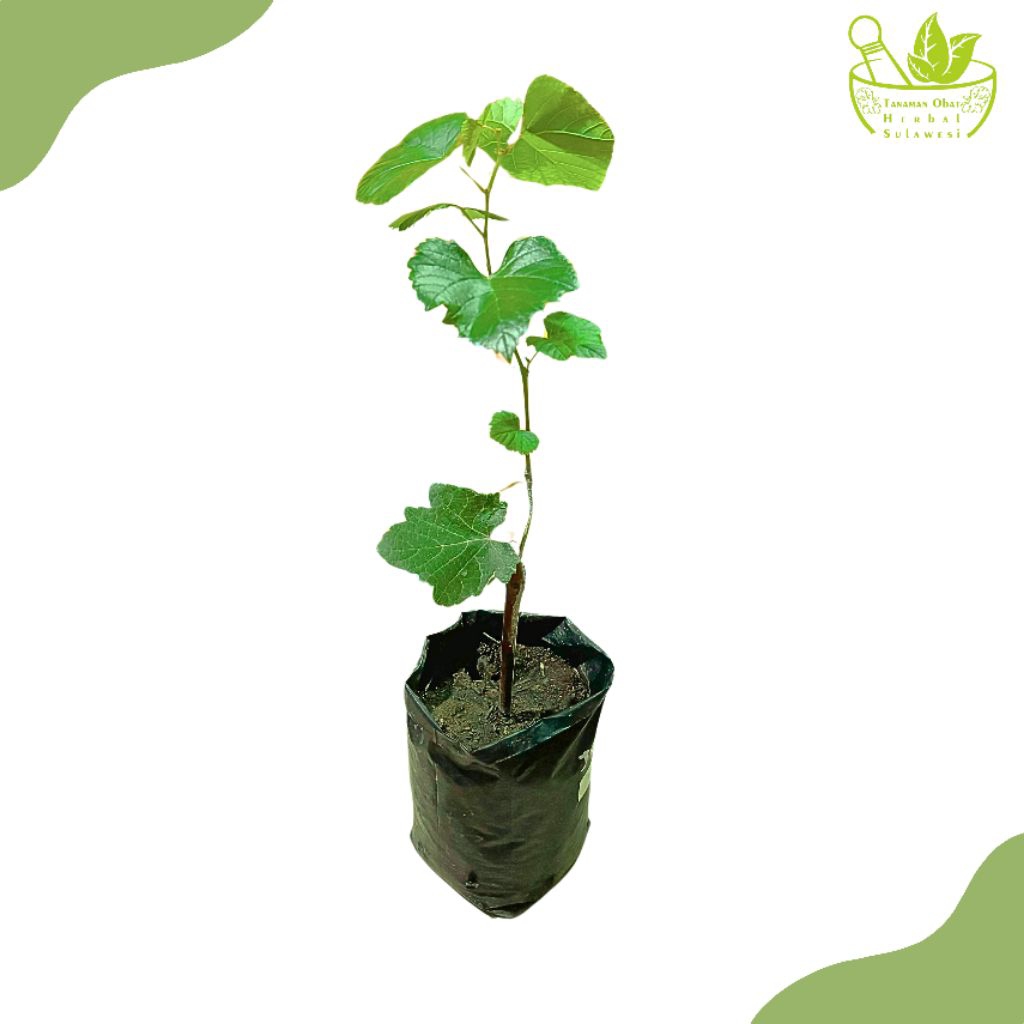 Tanaman Anggur Jupiter/Bibit Tanaman Anggur Jupiter