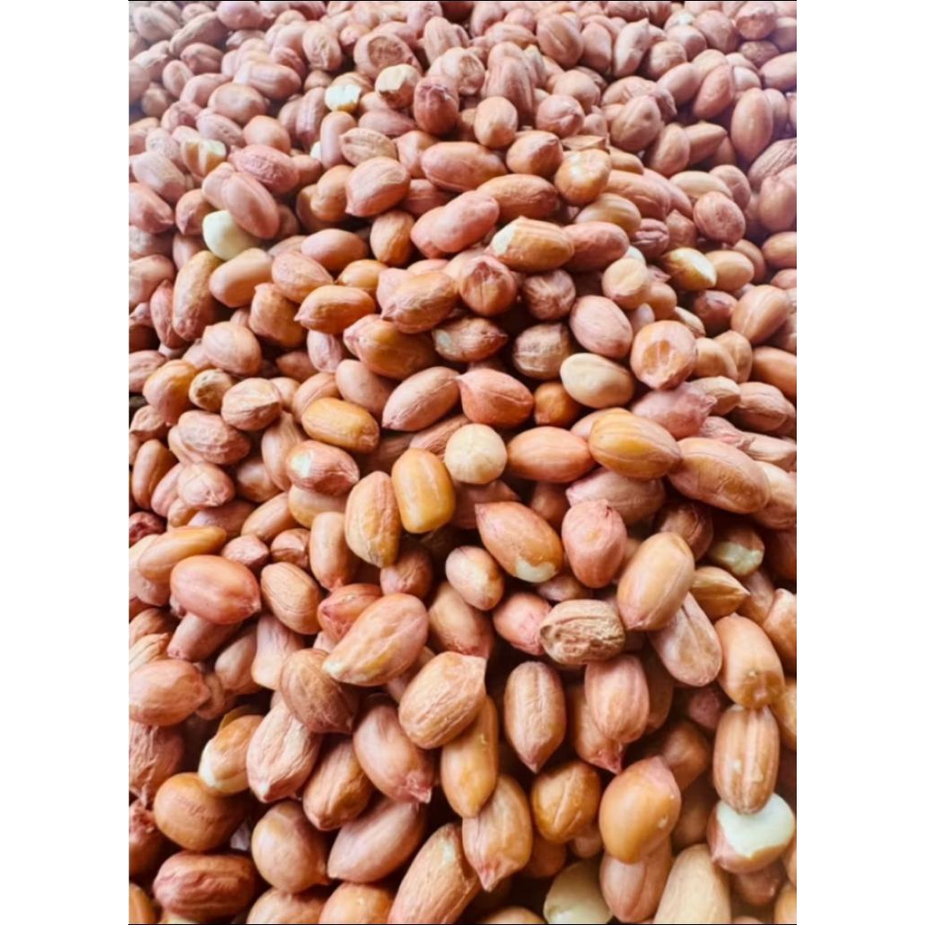 

KACANG TANAH TERMURAH 1KG