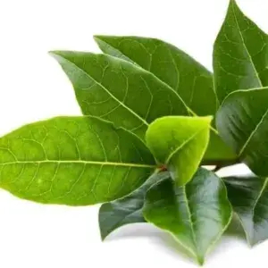 

Daun Salam - Per Pack