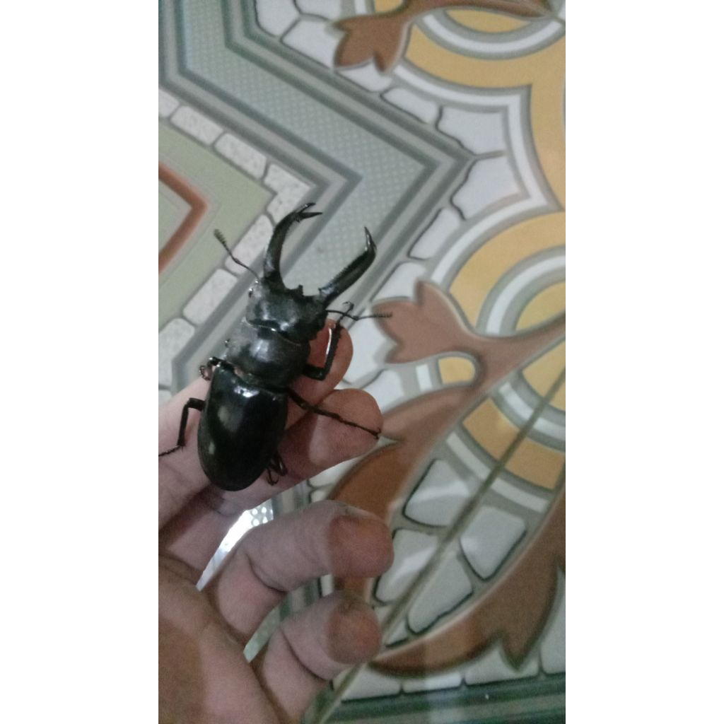 kumbang capit haxireturss jantan