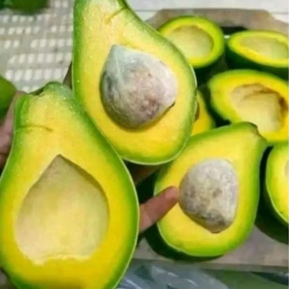 

Alpukat mentega 1 kg isi 6 7 dan 8 buah fresh