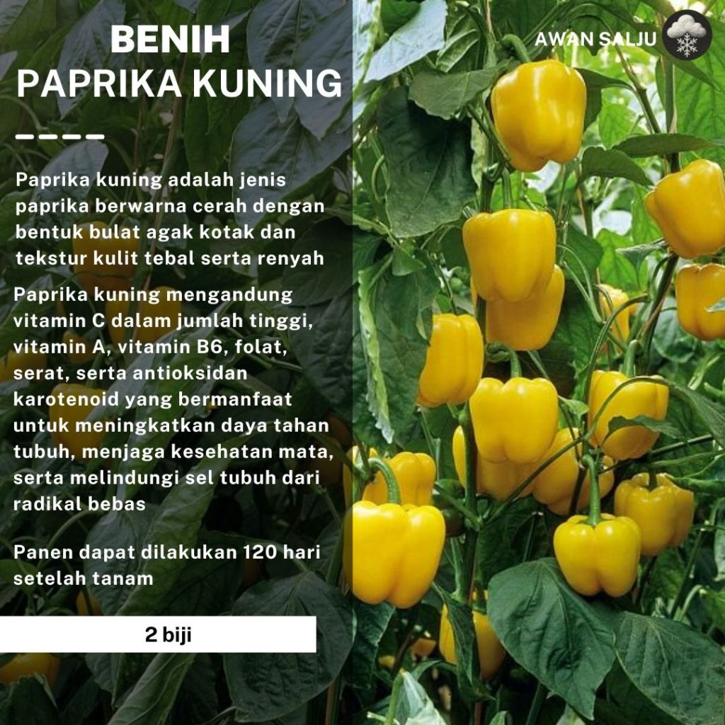Benih Paprika Kuning Bibit Paprika Benih Sayuran Berkualitas