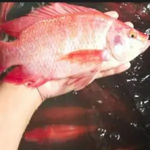 

Ikan Nila. 1 Kg.ll Silahkan Request Potongan.