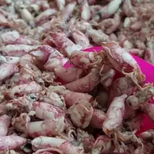 

Ikan asin Baby Cumi 100