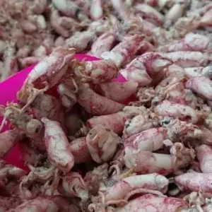 

Baby Cumi Asin 250 Gram