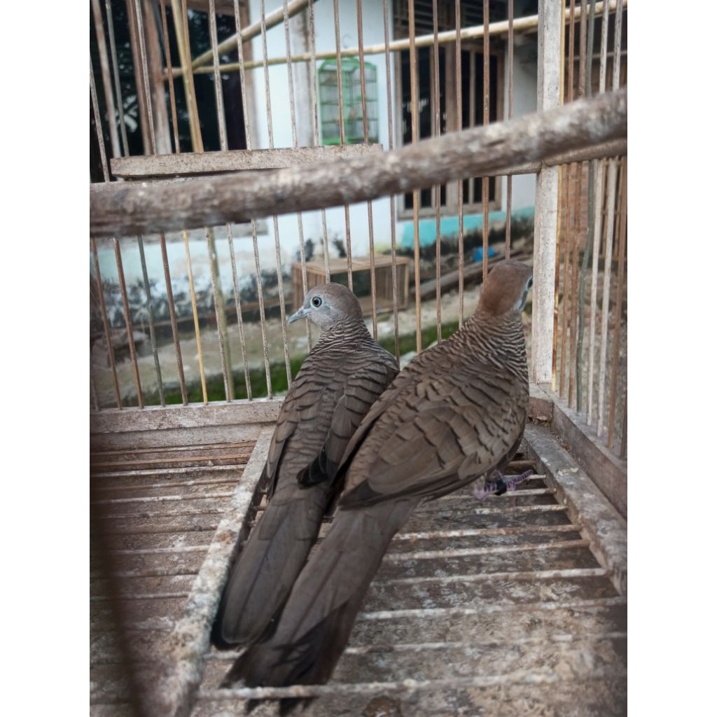 burung perkutut cemani kol buntet indukan jantan dan betina