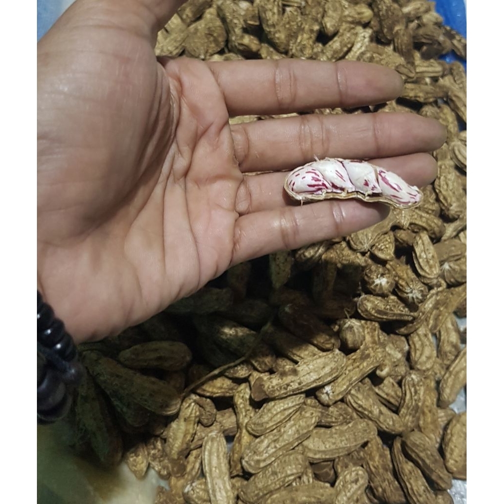 

Kacang Madu Fresh Kacang Tanah Mentah 1Kg