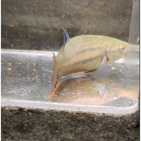 cupang bagan female/cocok untuk breeding