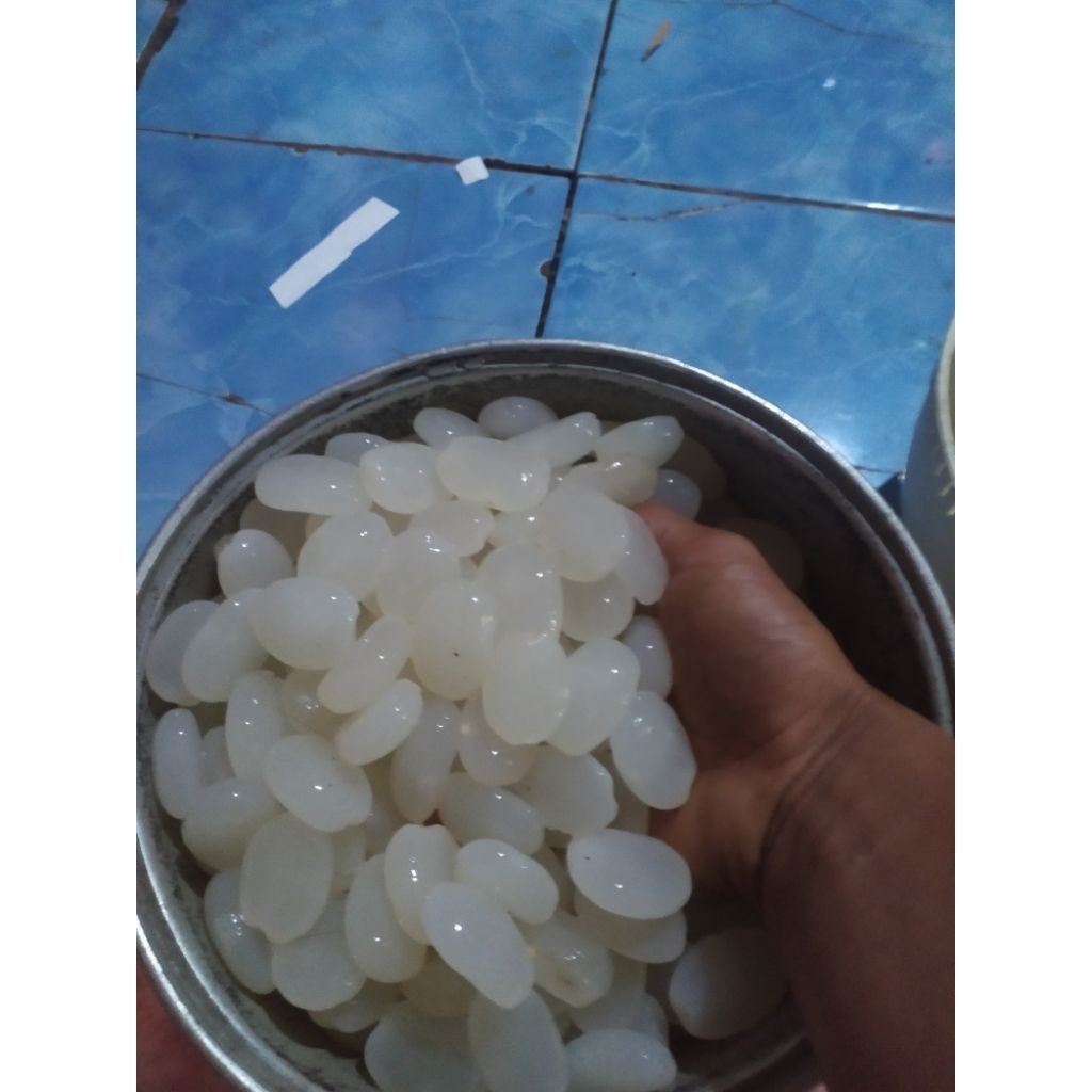 

KOLANG KALING MUDA FRSH SEGAR SUPER TERBARU 1KG