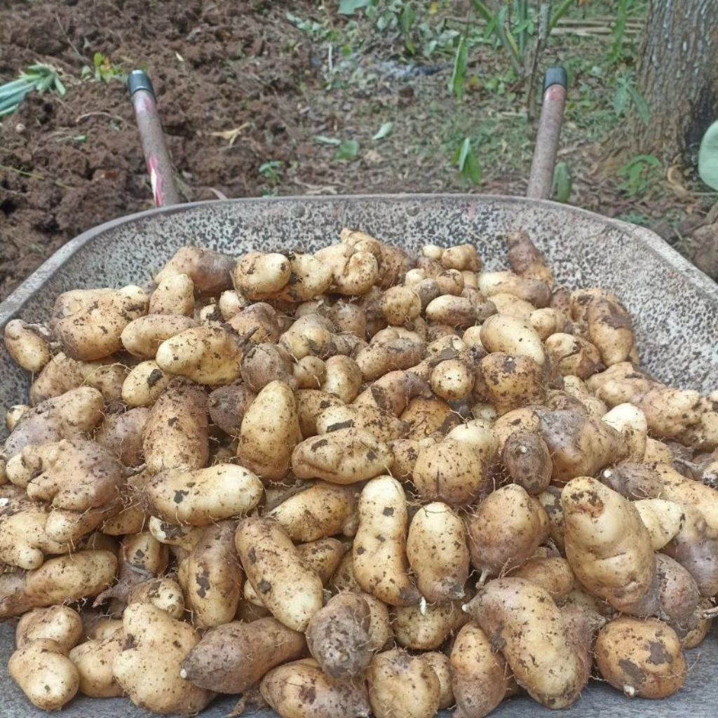 

Gembili/Umbi Gembili 500gram.