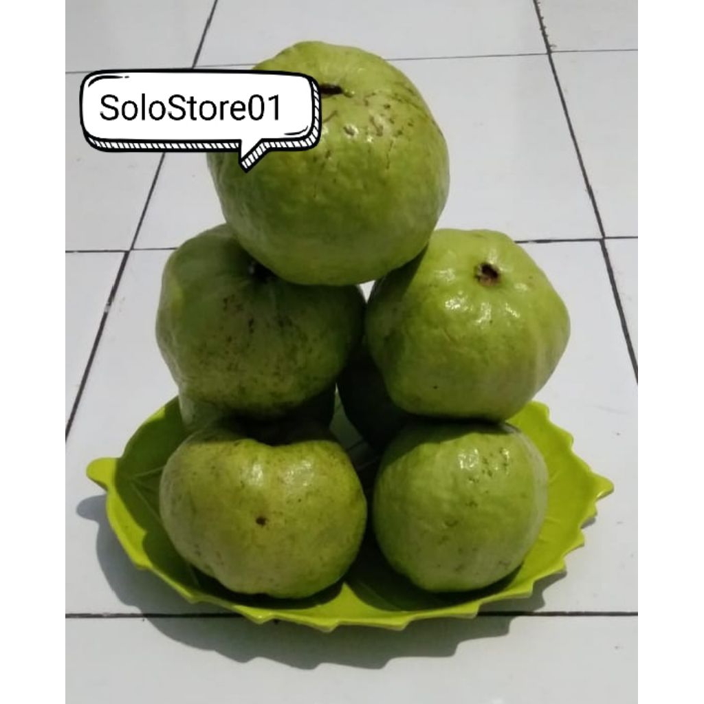 

paket 2kg jambu kristal putih fresh petik pohon