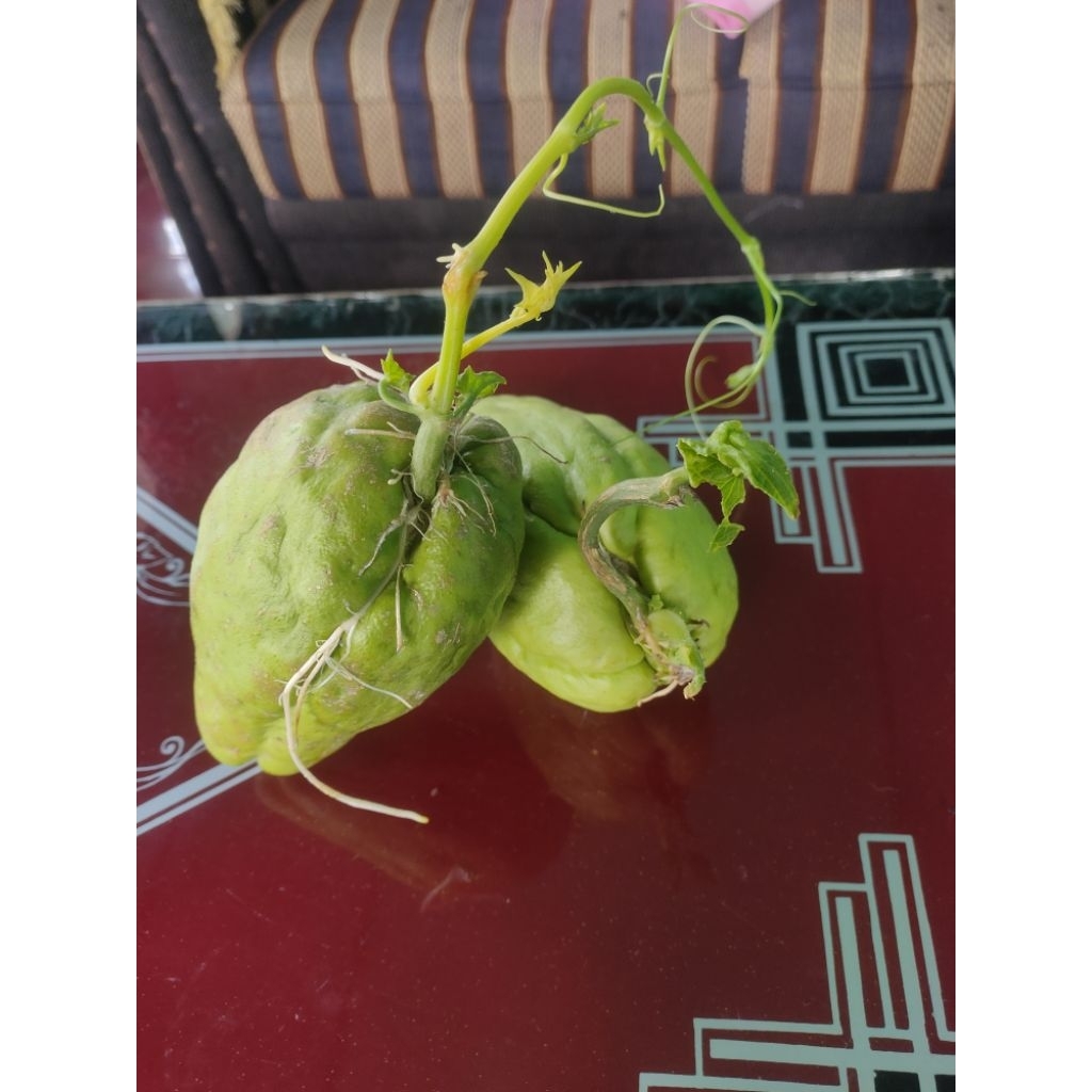 

Benih labu Siam super jumbo siap tanam dan berkualitas