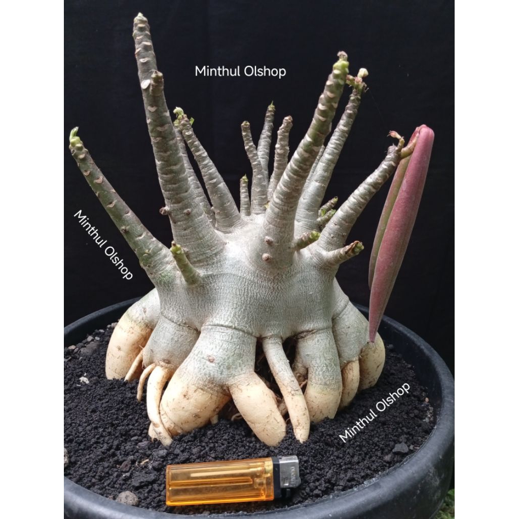 Indukan adenium arabicum karakter hybrid Godji x Nomsod DD size jumbo real pict