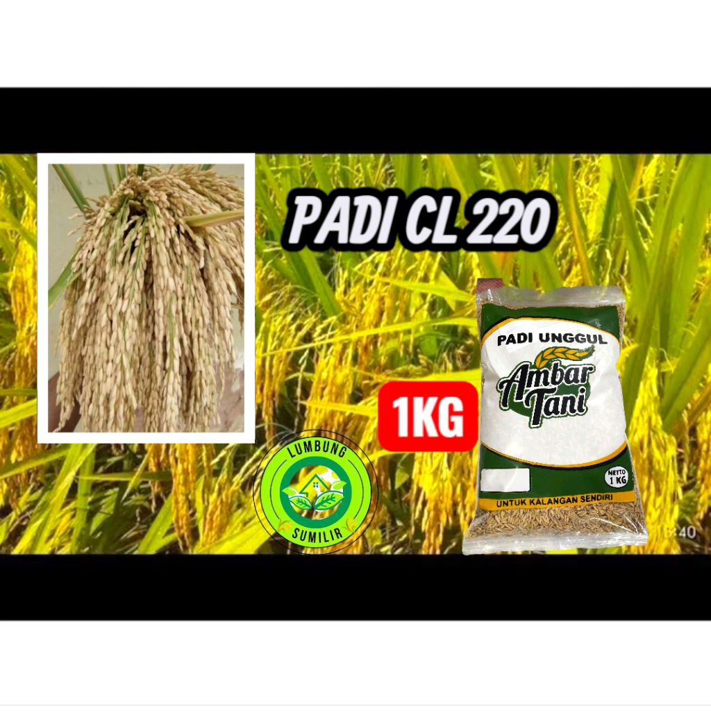 Benih Padi Unggul CL 220 Kemasan 1Kg