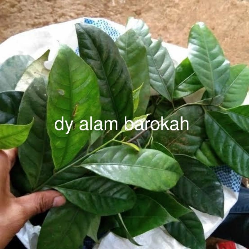 

daun pala basah 250gram