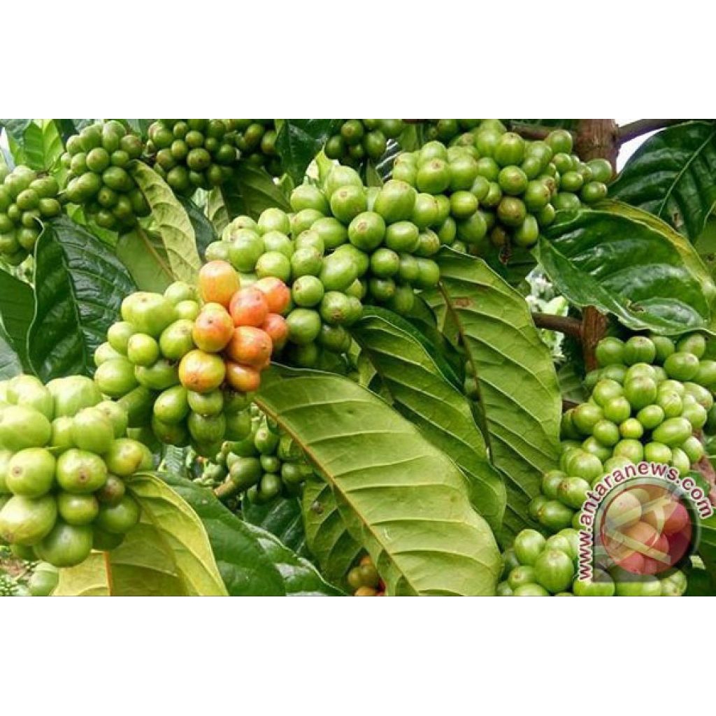 bibit kopi arabica super.
