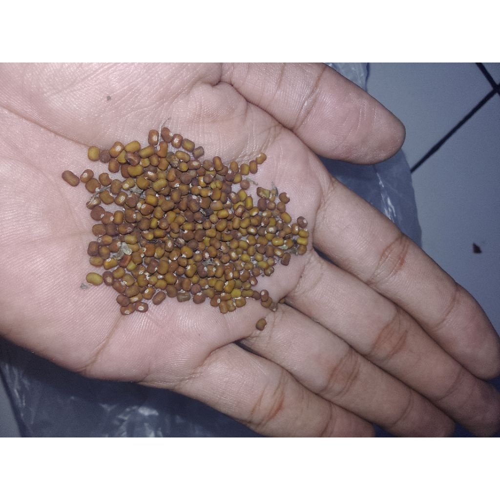 Pueraria Javanica (PJ) Super Unggul