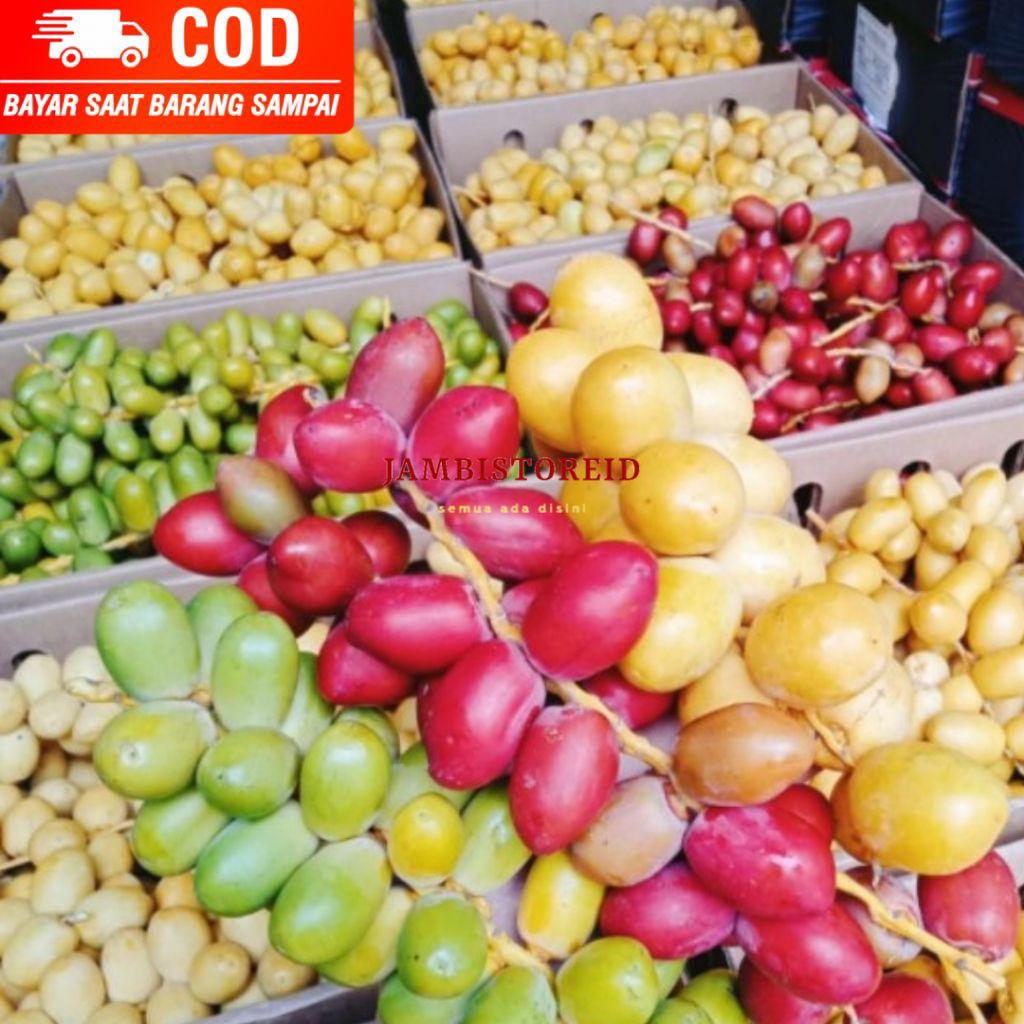 

(JAMBISTOREID) JAMBI LANGSUNG KIRIM Buah Kurma Muda Fresh All Varian Asli Merah Kuning Hijau 250g 500g Diet Promil Sehat Jambi