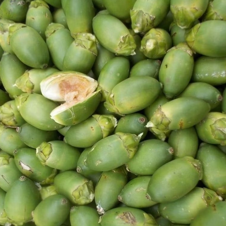 

jual murah obat herbal buah pinang muda segar 500 gram