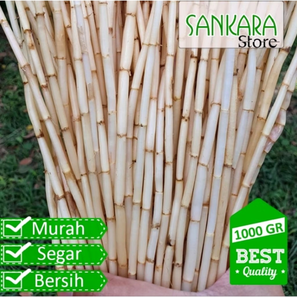 

Akar Alang Alang SEGAR 250 ml