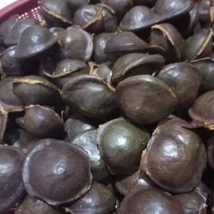 

lalapan buah jengkol muda segar(belum kupas)500 gram
