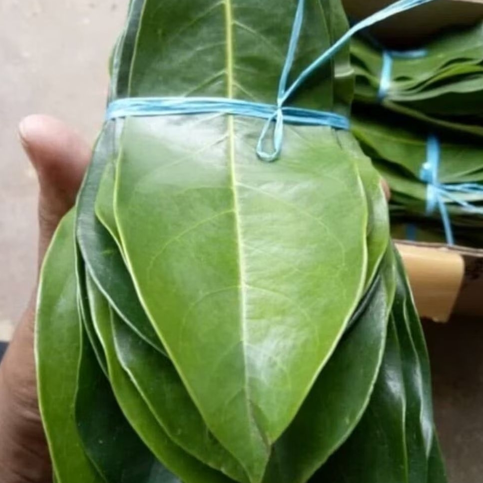 

obat herbal daun sirsak segar petik langsung per 50 lembar