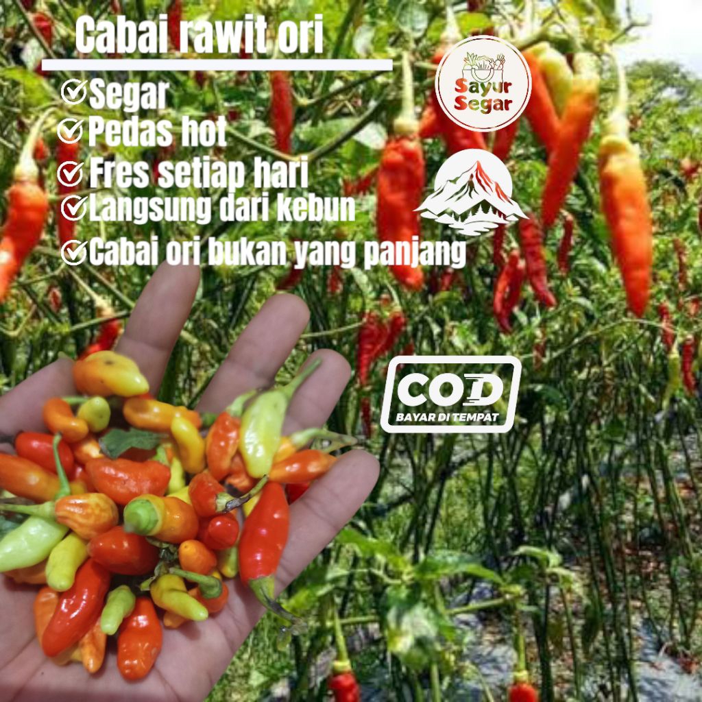

cabe rawit ori asli dari petani baru setiap hari 500gram