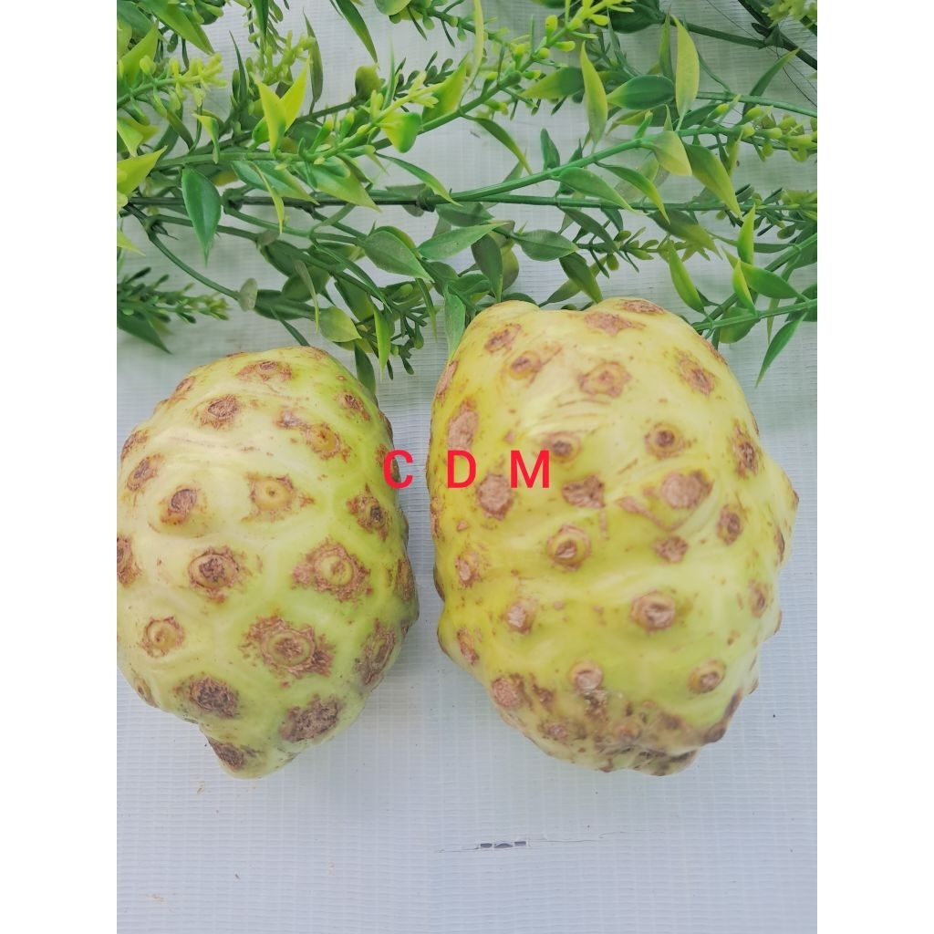 

jual buah mengkudu segar obat herbal alami membantu mengobati tekanan darah