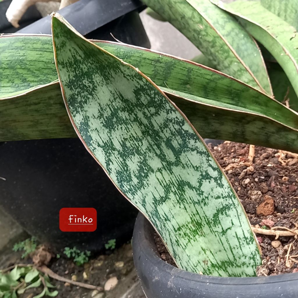 sansevieria sp. karatu, Tanzania