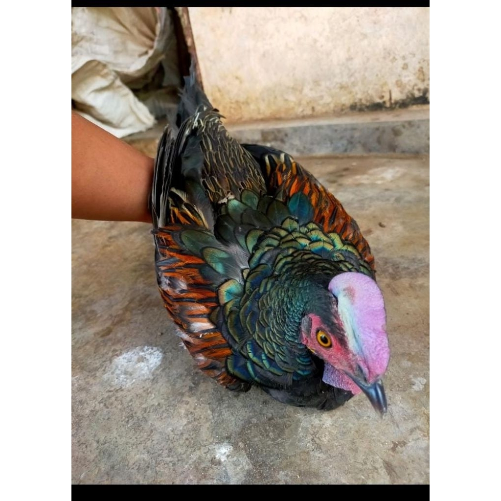 ayam hutan hijau rawatan sudah mulai jinak