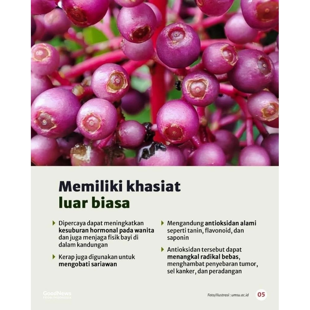 

Parijotho Asli gunung Muria 500 gr buah tinggi Antioksidan cocok untuk promil Harga lebih Murah