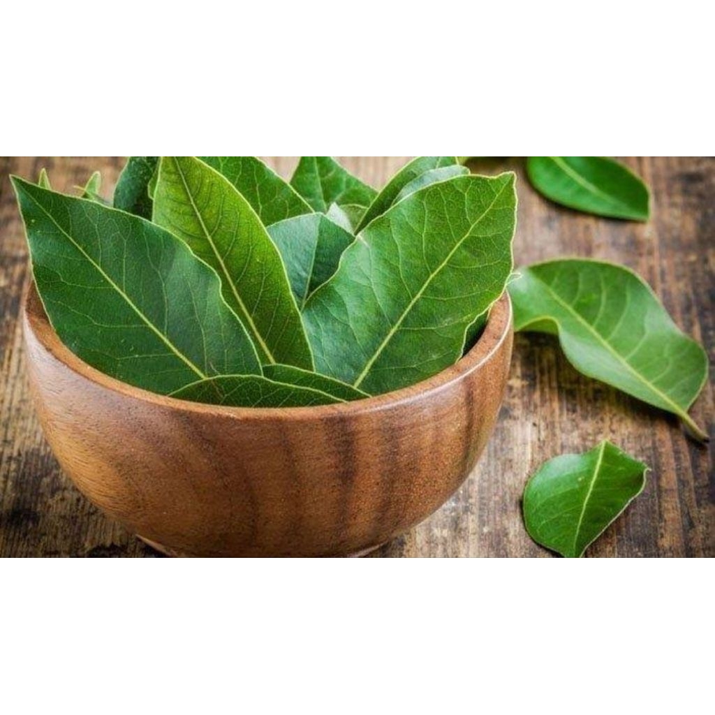 

Daun Salam Fresh Muda Langsung Dari Pohon