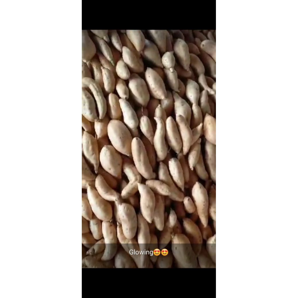 

ubi jalar cilembu/ungu/jepang/boled ungu