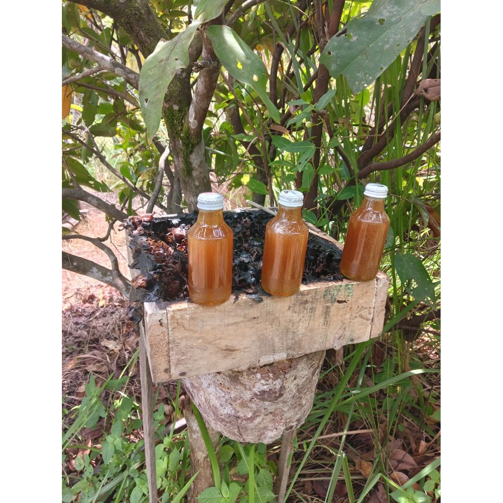 

Madu kelulut asli kalimantan