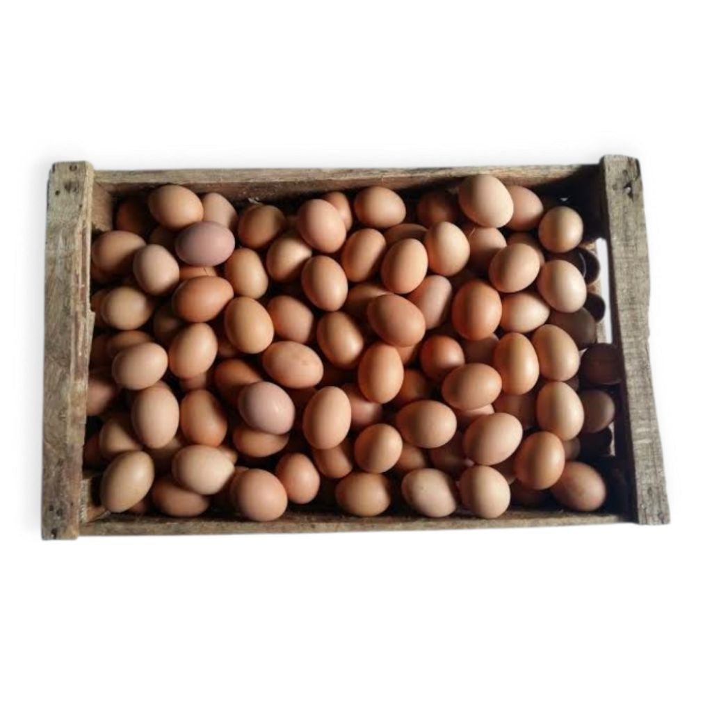 

Telur Ayam 10 Kg + Peti
