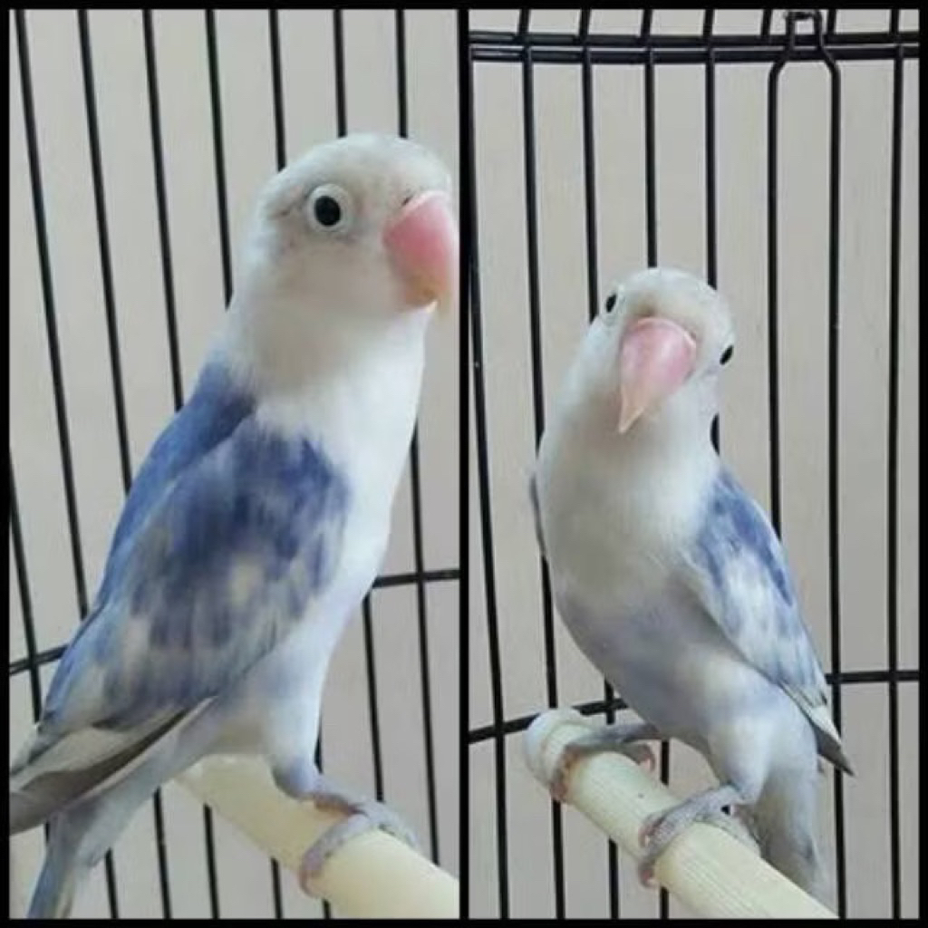 Lovebird Blue series