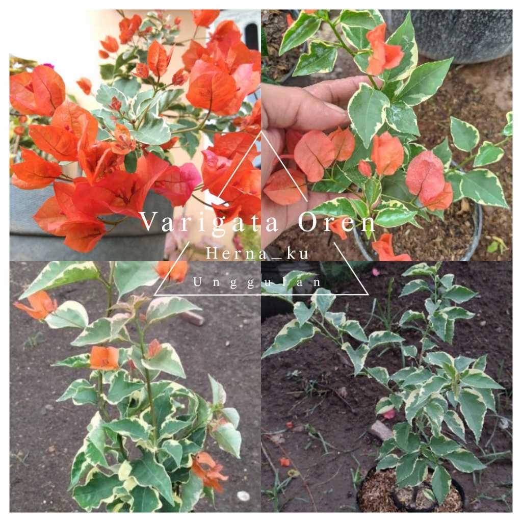 Bunga Bugenvil VARIGATA ORAN Orian / Bougenville Orange Varigata Siap Berbunga Unggulan