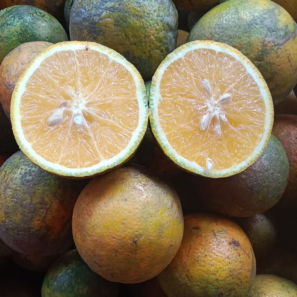 

Jeruk Baby Java Malang Kuning/Hijau Bercorak Fresh, size Mix berat 1Kg