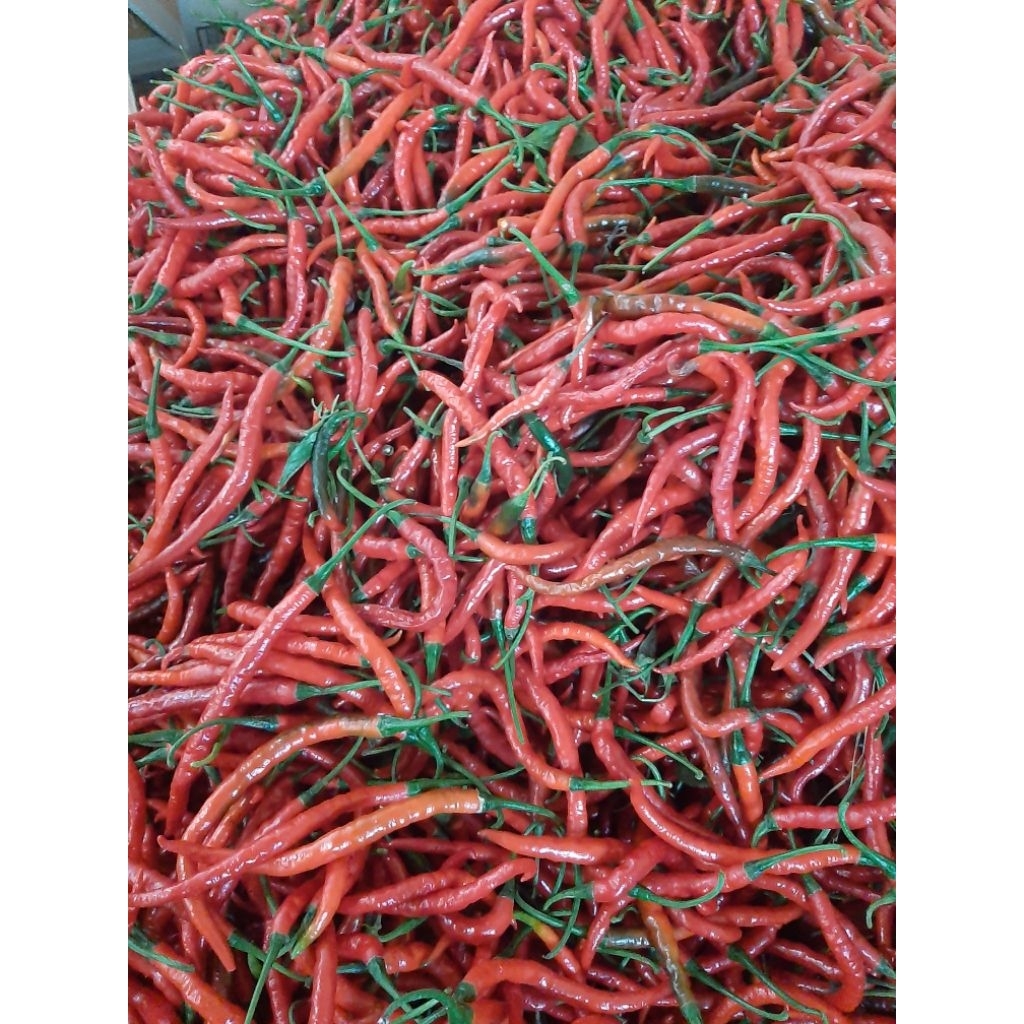 

Cabe Cabai Merah Kriting 1kg Fresh